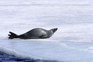 Images Dated 29th October 2006: Crabeater Seal. Antarctic Pennisular