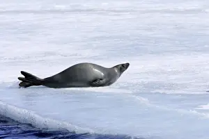 Crabeater Seal. Antarctic Pennisular
