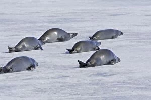 Crabeater Seal - group on ice