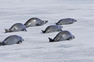 Crabeater Seal - group on ice. Antarctic Pennisular