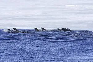 Crabeater Seal - group swimming. Antarctic Pennisular