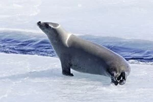 Images Dated 29th October 2006: Crabeater Seal - on ice. Antarctic Pennisular