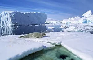 Ice Shelf Prints: Crabeater Seal - on ice floe - near Booth Island Antarctic Peninsula