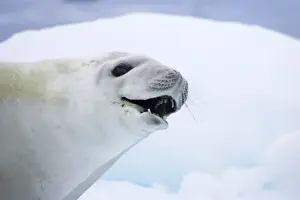 Seals Prints: Crabeater Seal - on Ice Floes - La Maire Channel Antarctic Penninsular MA001010