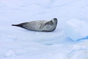 Images Dated 2nd May 2006: Crabeater Seal - on Ice Floes Lobodon carcinophagus La Maire Channel Antarctic Penninsular MA000968