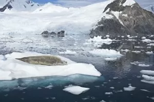 Crabeater Seal - on ice floes with snow capped mountains in background