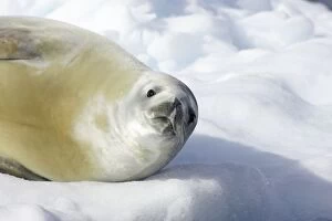 Images Dated 2nd May 2006: Crabeater Seal Lobodon carcinophagus Neko Harbour Antarctic Penninsular MA001033