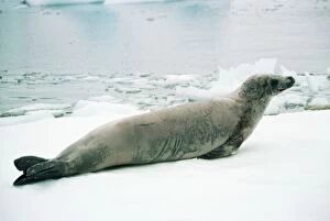 Images Dated 23rd May 2011: Crabeater Seal RB 358 Antarctica Lobodon carcinophagus © Roberto Bunge / ardea. com