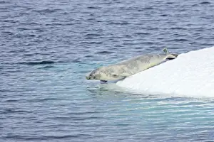 Sliding Prints: Crabeater Seal - seal slipping into water Lobodon carcinophagus Antarctic Penninsular MA001048