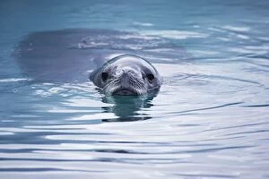 Crabeater Seal - swimming in icy water