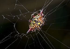 Crablike Spiny Orb Weaver / Crab Spider / Spiny-backed