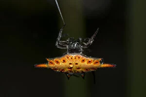 Arthropoda Gallery: Crablike Spiny Orbweaver Spider - with raindrops on carapace on web - Klungkung, Bali