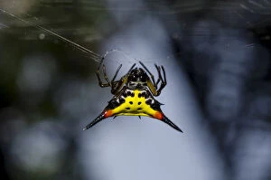 Crablike Spiny Orbweaver Spider on web - Klungkung, Bali, Indonesia Date: 05-Nov-04