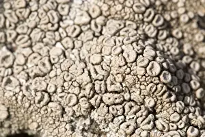 Alga Prints: Crab's Eye Lichen - UK