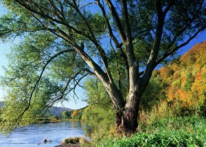 Crack WILLOW Tree - Growing on river bank, autumn coloured landscape
