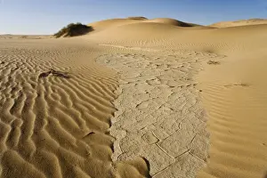 Cracked Prints: Cracked clay in the dunes Remnants of the sparse rainfall Namib Desert, Namibia, Africa