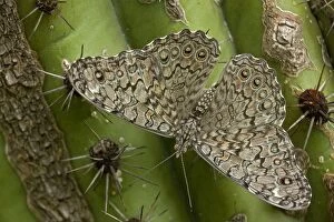 Images Dated 26th July 2008: Cracker / Calico Butterfly - On Hecho Cactus (Pachycereus pectinaboriginum)
