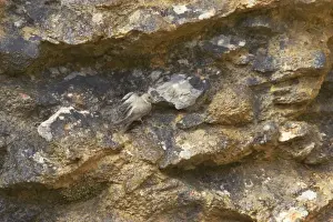 Martins Prints: Crag Martin - On crag Hirundo rupestris Pyrenees, Spain BI009151