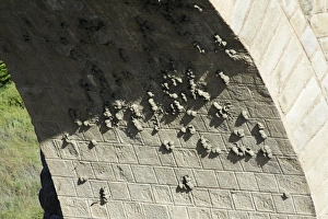 Images Dated 24th April 2009: Crag Martin - nesting colony on Roman bridge arch
