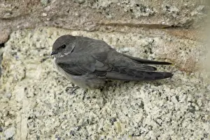 Martins Prints: Crag Martin - resting on bridge masonry, Extremadura, Spain