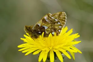 Dandelion Prints: Cranberry fritillary (Boloria aquilonaris) on a dandelion, Norway