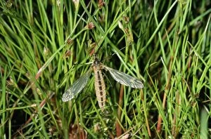 Images Dated 13th July 2007: Crane Fly - freshly emerged