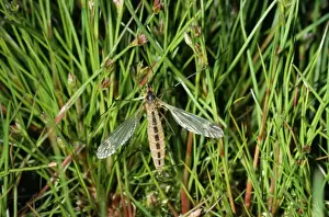 Crane Fly - freshly emerged