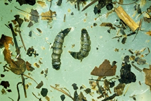 Images Dated 4th July 2007: Cranefly - larvae