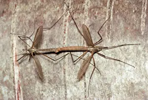 Mating Prints: Cranefly - pair mating