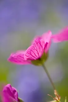 Girl's Bedroom Prints: Cranesbill Flowers Norfolk UK