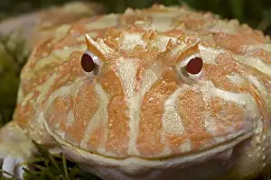 Albinos Prints: Cranwell's Horned Frog - Albino - Native to South America