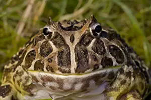 Amphbian Prints: Cranwell's Horned Frog - Native to South America