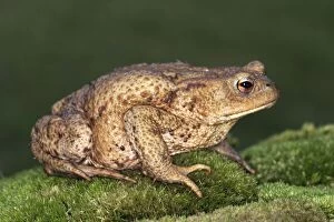 Images Dated 15th June 2003: crapaud commun en alsace common toad bufo bufo