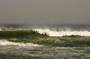 Images Dated 12th May 2007: Crashing waves and Gull