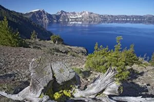 Crater Lake with Dead Trees in foreground Lake is 1, 943 feet deep, deepest in the USA