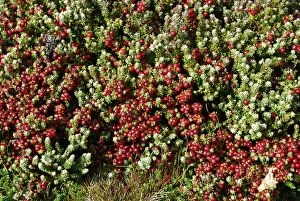 Images Dated 23rd March 2007: Crawberry, Falkland Islands