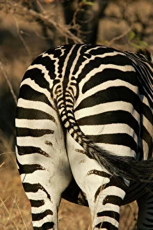 Crawshays Zebra - bottom