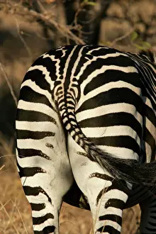 Patterns Prints: Crawshay's Zebra - bottom. South Luangwa Valley National Park - Zambia - Africa