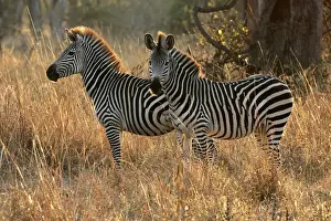 Crawshay's Zebra - two. South Luangwa Valley National Park - Zambia - Africa