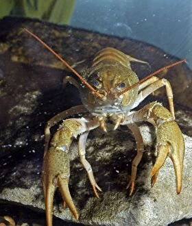 Images Dated 25th November 2005: Crayfish