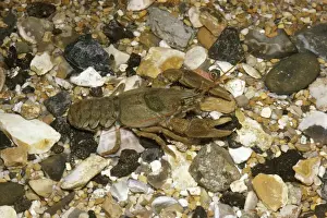 Cray Fish Prints: Crayfish - In shallow water