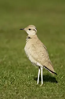 Juveniles Prints: Cream-Coloured Courser - juvenile - vagrant - Isles of Scilly October