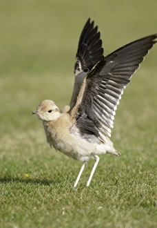 Cream-Coloured Courser - juvenile - wing stretching Cream-Coloured Courser - juvenile - wing stretching