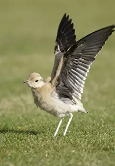Juveniles Prints: Cream-Coloured Courser - juvenile - wing stretching - vagrant - Isles of Scilly - October