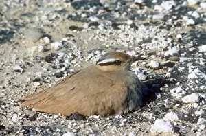 Cream-coloured courser - sat on nest
