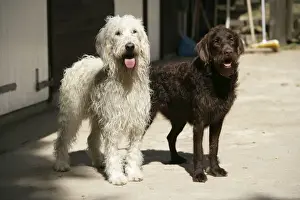 Farmyard Prints: Cream labradoodle + Chocolate labradoodle in front of stable