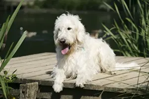 Cream labradoodle lying on wooden platform
