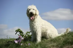 Labradoodles Prints: Cream labradoodle sitting in field