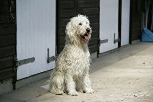 Farm Collection: Cream labradoodle sitting in front of stables