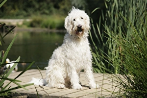 Dog - Labradoodle sitting by water